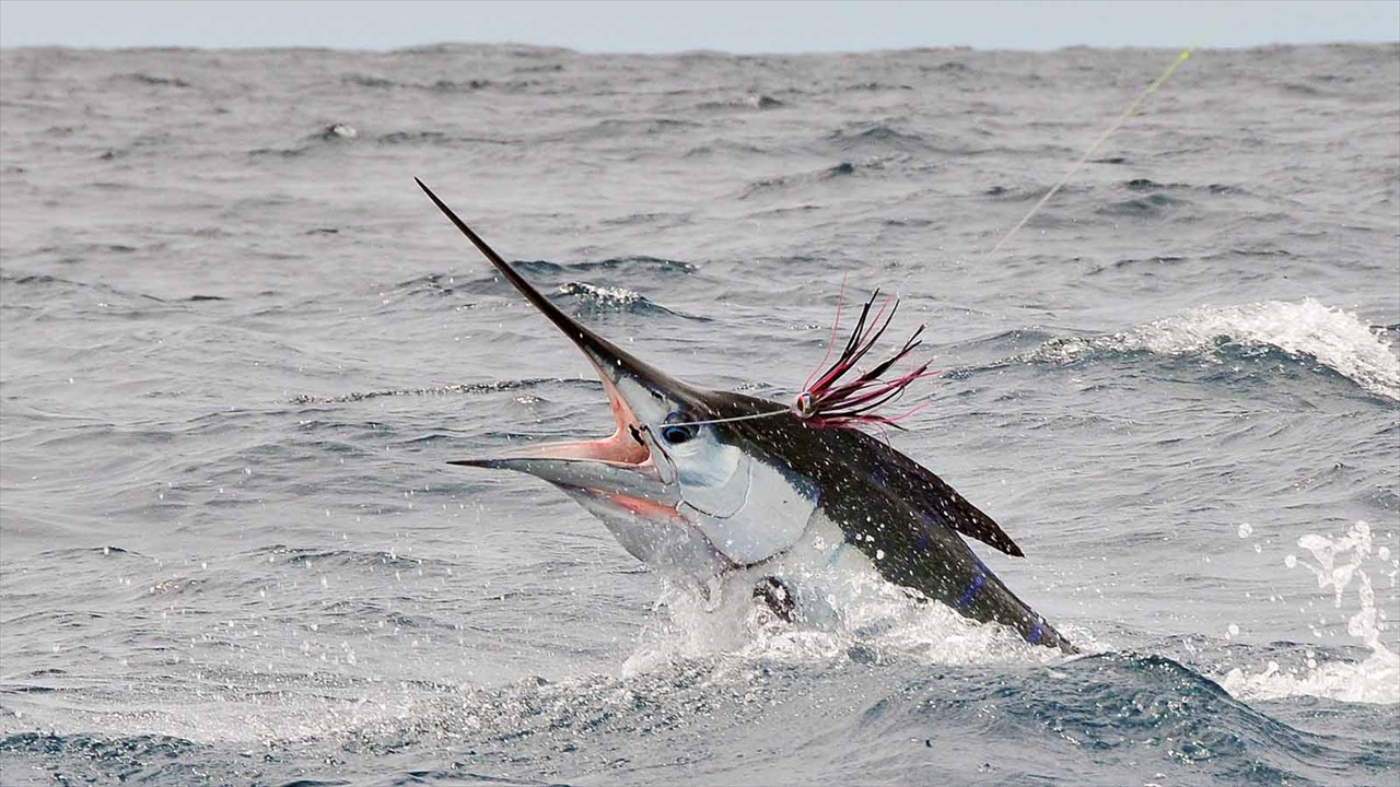 Striped Marlin