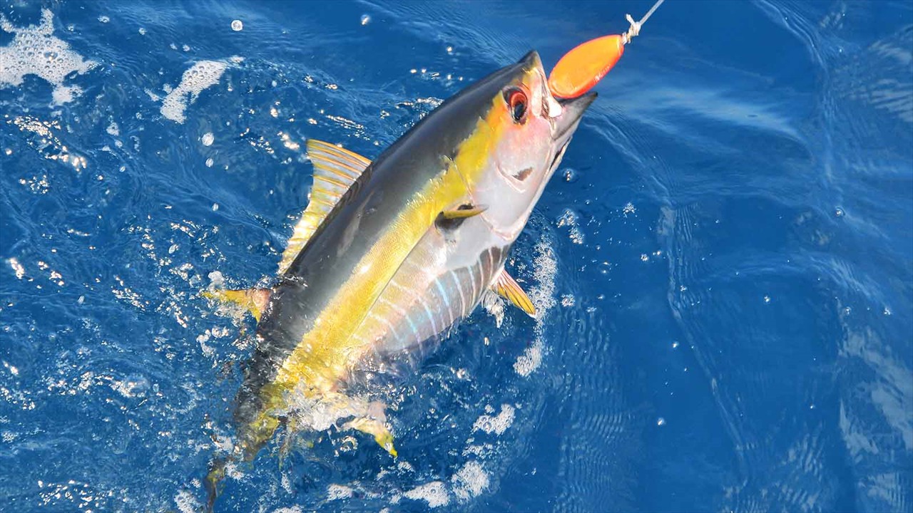 Yellowfin Tuna