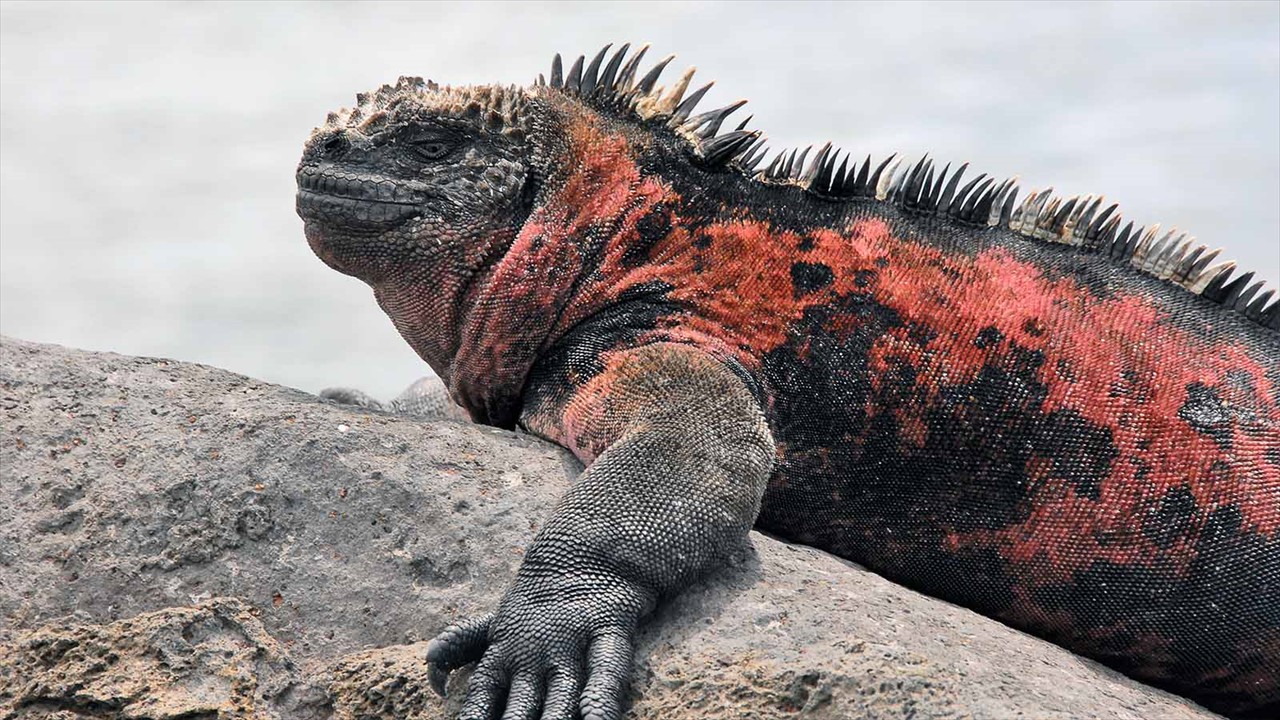 Marine Iguana