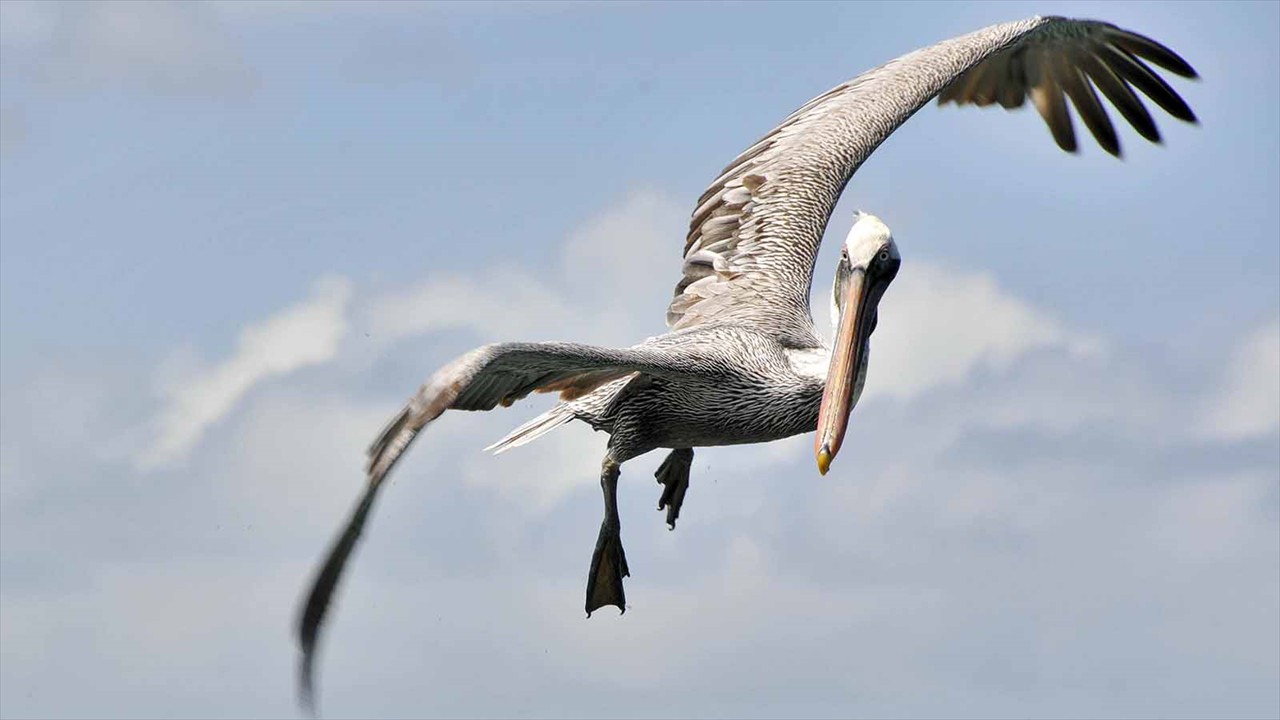 Brown Pelican