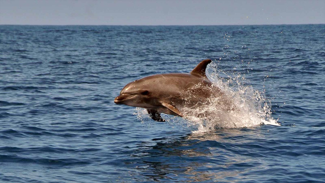 Bottlenose Dolphin