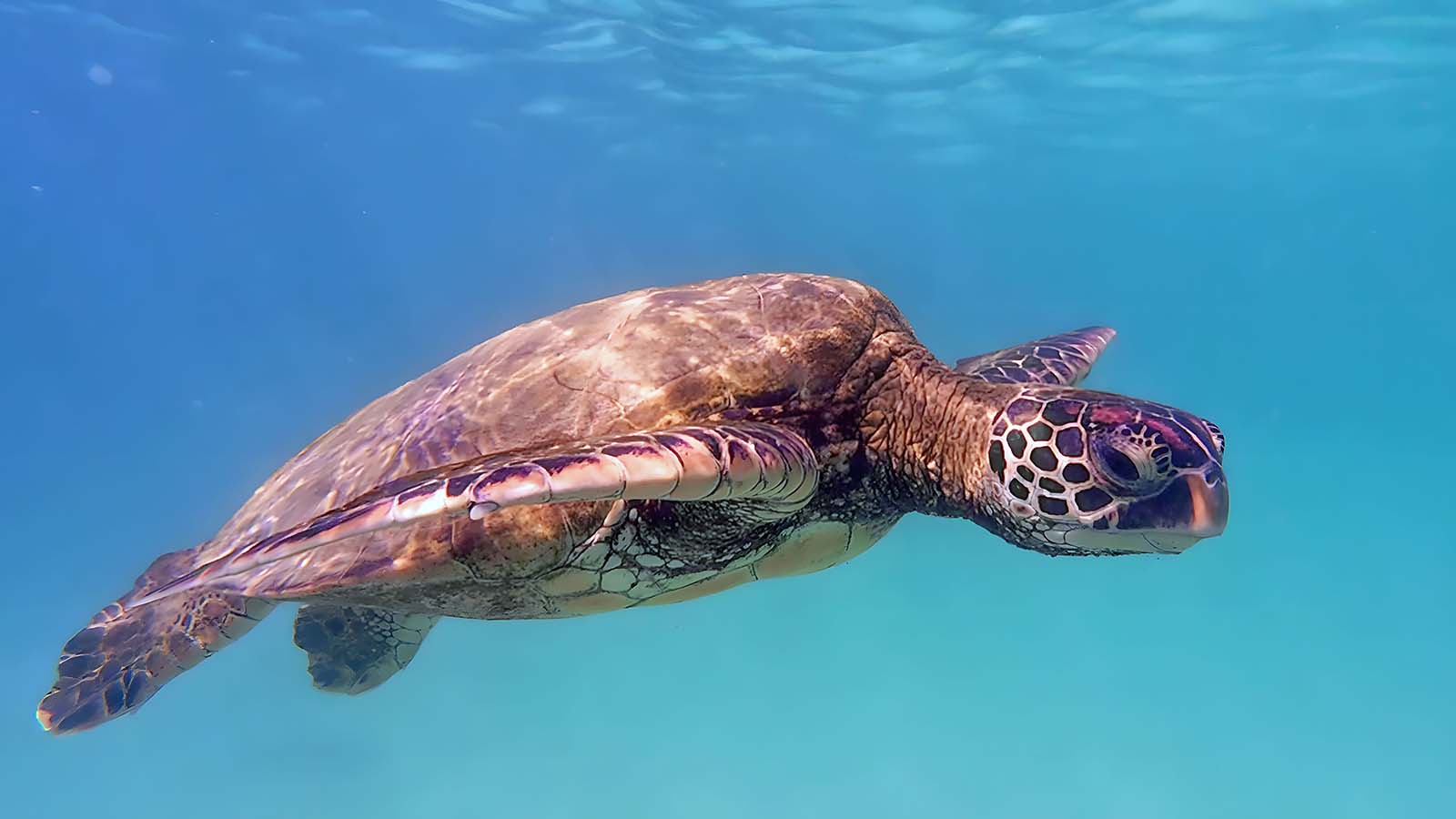 Turtle
