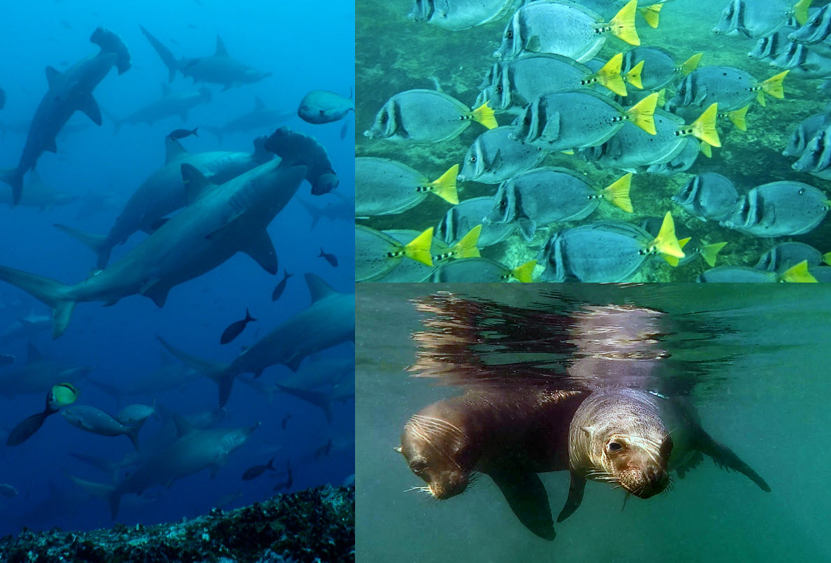 Sea Lions