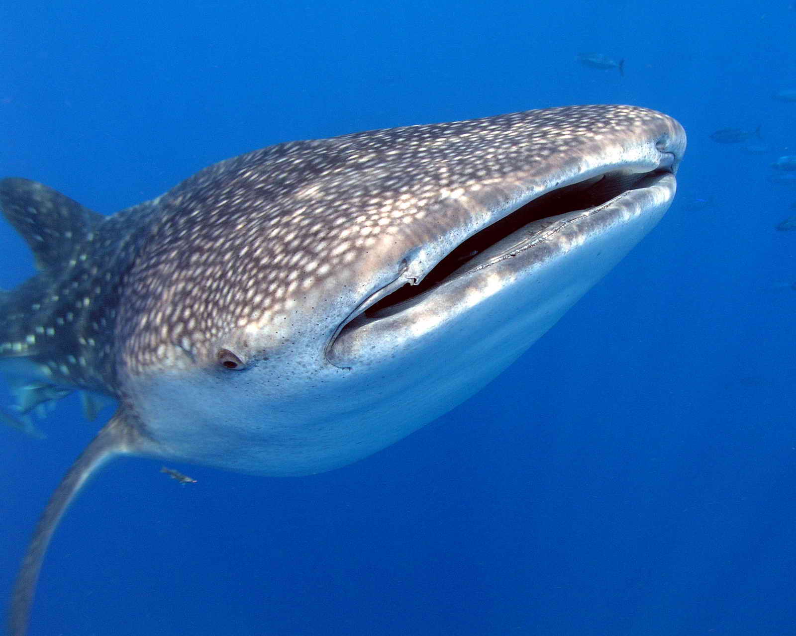 Whale Shark