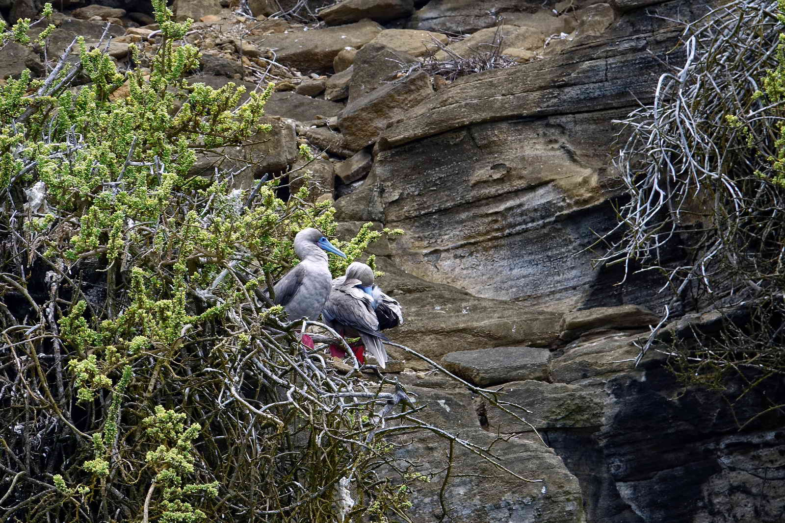 Nesting Birds
