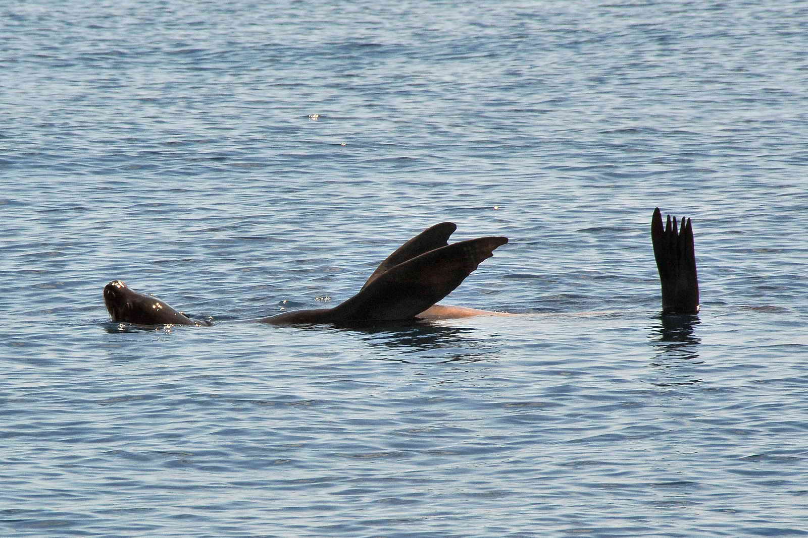 Sea Lion